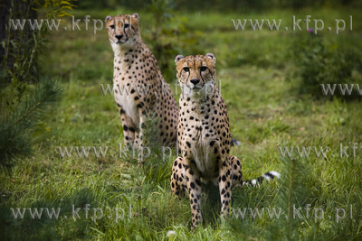 Pierwsze kroki młodych gepardów ( Akin i Thabo )...