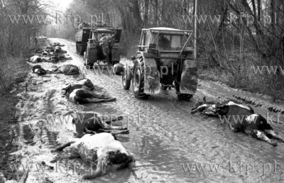 Powodz na Zulawach, wzdluz drogi padniete krowy. 23.01.1983...