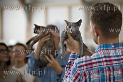 Międzynarodowa wystawa kotów rasowych w Sopocie.
01.08.2015
fot....