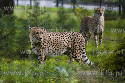 Pierwsze kroki młodych gepardów ( Aku i Thabo ) ...