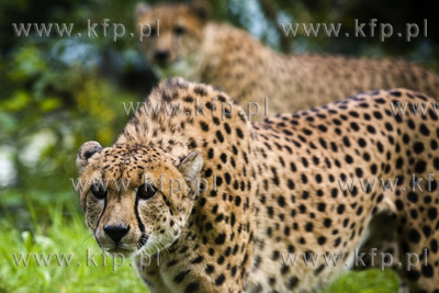 Pierwsze kroki młodych gepardów ( Akin i Thabo )...