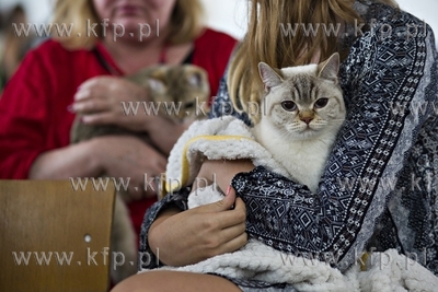 Międzynarodowa wystawa kotów rasowych w Sopocie.
01.08.2015
fot....