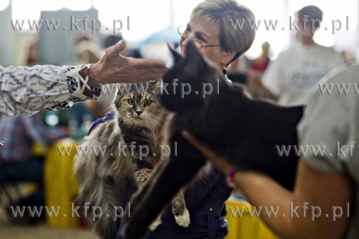 Międzynarodowa wystawa kotów rasowych w Sopocie....