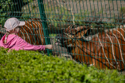 Siedemdziesiąte urodziny gdańskiego zoo.
12.05.2024
fot....