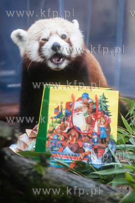 Gdańsk. Zoo w Oliwie. Dwie Pandy Mała (Red Panda),...