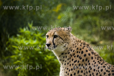 Pierwsze kroki młodych gepardów ( Aku i Thabo ) ...