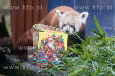 Gdańsk. Zoo w Oliwie. Dwie Pandy Mała (Red Panda),...