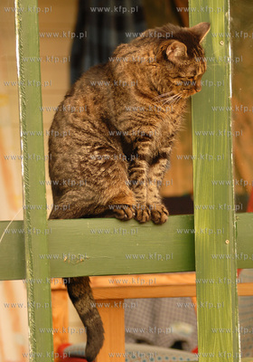 Kot domowy 31.7.2006 fot. Wojciech Strozyk / KFP