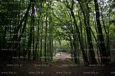 Sopot. Las. 13.06.2012 fot. Krzysztof Mystkowski /...