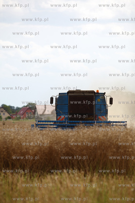 Zniwa na Zulawach Gdanskich.
01.08.2014
fot. Krzysztof...