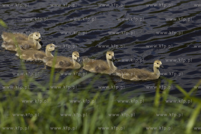 Gęsia rodzina robi furorę w gdańskim Parku Reagana.
26.05.2015
fot....