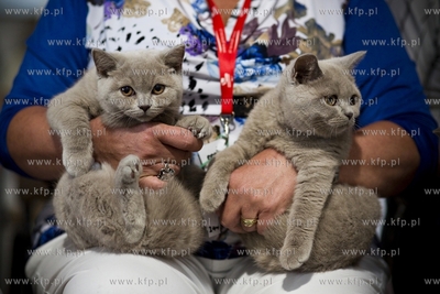 Międzynarodowa wystawa kotów rasowych w Sopocie....