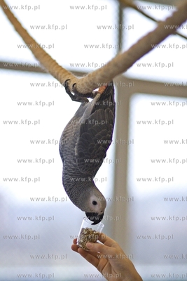 Nowa Papugarnia w Gdańsku Suchaninie.
29.12.2016
fot....