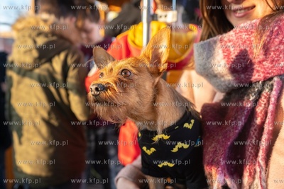 Zabytkowy tramwaj dla pań z okazji ich święta. 8.03.2020...