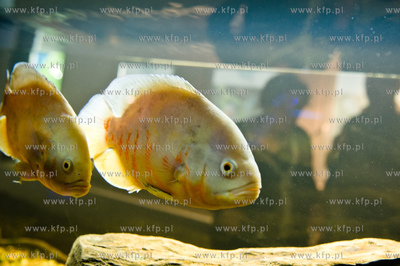 Sopot. Budynek dawnego klubu nocnego Enzym. Nowo otwarte...