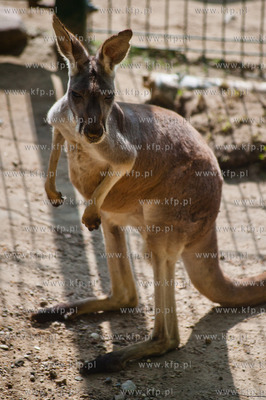 Gdansk. Oliwskie zoo.
Nz kangurzyca Tosia, ktora opiekowala...