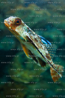 Akwarium Gdynskie Morskiego Instytutu Rybackiego -...