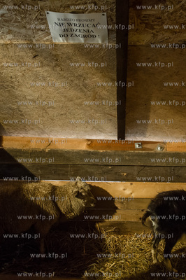 Gdansk. Zywa szopka Bozonarodzeniowa przy kosciele...