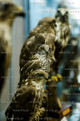 Uniwersytet Gdanski. Wydzial Biologii. Ekspozycja gadow,...