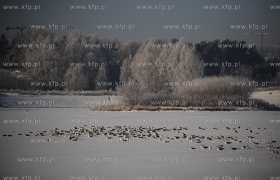 Gdansk Zakoniczyn. Zimowy krajobraz pelen sniegu.
14.01.2010
fot....