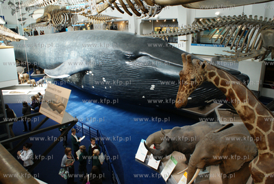 Londyn. Muzeum Historii Naturalnej. Nz. Whale Hall,...