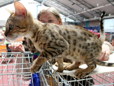 Dwunasta Miedzynarodowa Wystawa Kotow Rasowych Sopot...