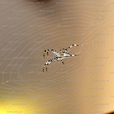 Pajak z rodziny krzyzakowatych Araneidae, charakteryzujacy...