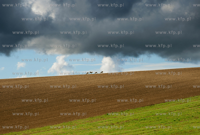 Morawy. Czechy. Okolice miejscowosci Kijev. Nz. pola...