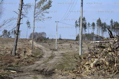 Gmina Lipusz. W Żelewcu nowy las na ziemii należącej...