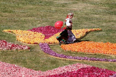 Mokry Dwor. Zulawski Tulipan. Z okolo jednego miliona...