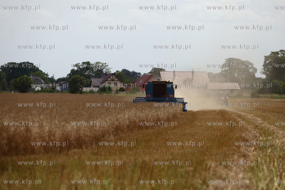 Zniwa na Zulawach Gdanskich.
01.08.2014
fot. Krzysztof...