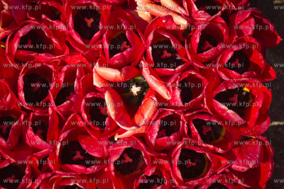 Mokry Dwór koło Pruszcza Gd.  Przygotowania do Żuławskiego...