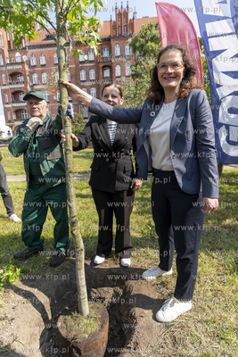 Na skwerze Daszyńskiego w Gdańsku posadzono dwa ambrowce...