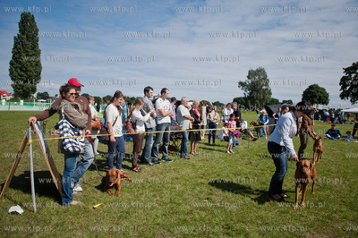 Sopot. Hipodrom. XX Miedzynarodowa Wystawa Psow Rasowych.
12.08.2012
fot....