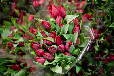 Gdansk. Giełda kwiatowa Dick Inter.
08.03.2013
fot....