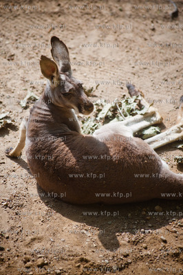 Gdansk. Oliwskie zoo.
Nz kangurzyca Tosia, ktora opiekowala...