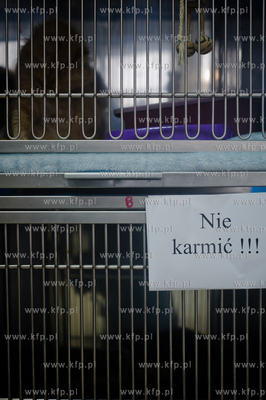 Gdansk. Schronisko dla bezdomych zwierzat Promyk. Akcja...