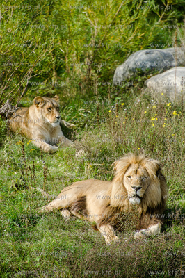 Gdansk. Zoo w Oliwie. Swiatowy dzien zwierzat. Prezentacja...
