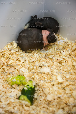 Zespol Szkol Rolniczych w Rusocinie. Wystawa Golebi...