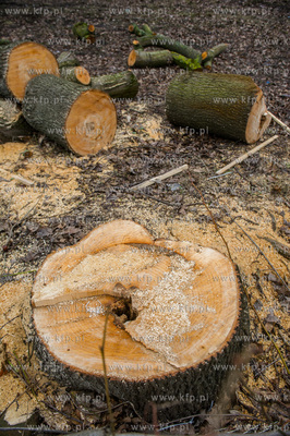 Gdańsk. Wycięte drzewa na jednej z działek przy...