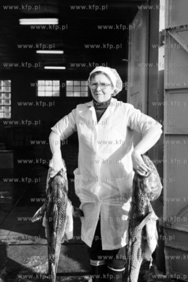 Przetwornia ryb Szkuner we Wladyslawowie.  05.02.1976...