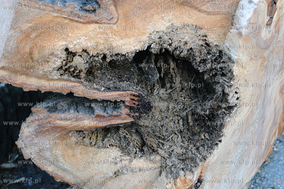 Rozpoczela sie wycinka starych, chorych i zagrazajacych...