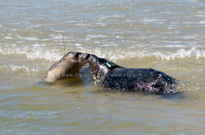 Czolpino

Pracownicy Fokarium z Helu wypuscili na...