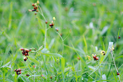 Tysiace biedronek pojawilo na plazy i okolicach Grand...