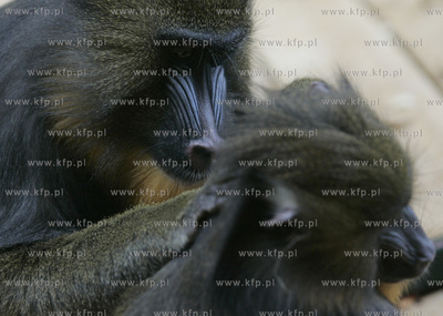 Walentynkowy nastroj udzielil sie niektorym mieszkancom...