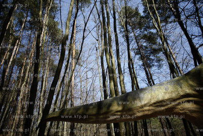 Gdansk. Nowo otwarty park dinozaurow w oliwskim zoo....