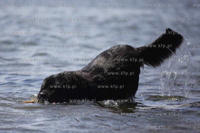 Psie sposoby na upaly.
31.05.2011
fot. Krzysztof...