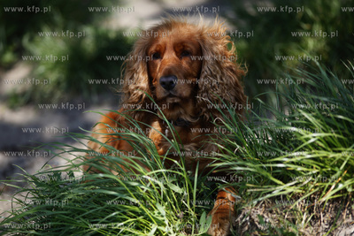 Psie sposoby na upaly.
31.05.2011
fot. Krzysztof...