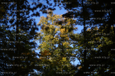 Gdansk. Park Przymorze.
17.10.2012
fot. Krzysztof...