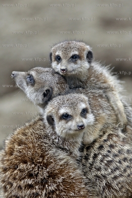 Gdansk. Oliwskie zoo. Nz surykatki.
14.04.2013
fot....